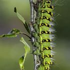 Im neuen Kleid ( Saturnia pavonia )