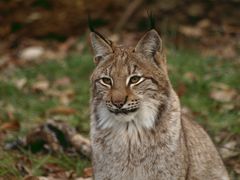 Im neuen Luchs-Freigehege im Langen Erlen Park Basel