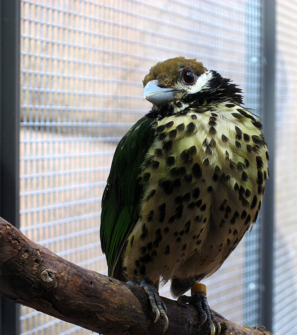 im neuen Vogelhaus