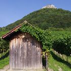 Im Neuffener Weinberg