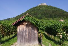 Im Neuffener Weinberg