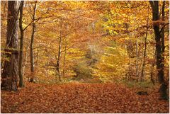 Im Neukalener Wald