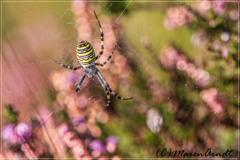 Im Nezt der Spinne