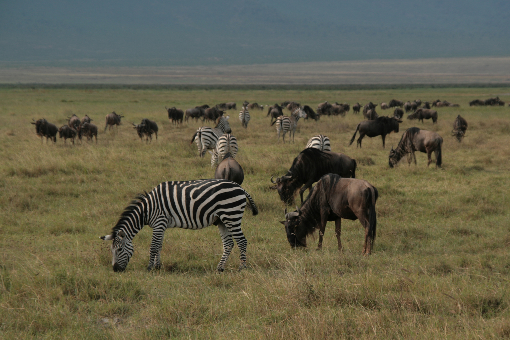Im Ngorongoro (2)