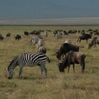Im Ngorongoro (2)