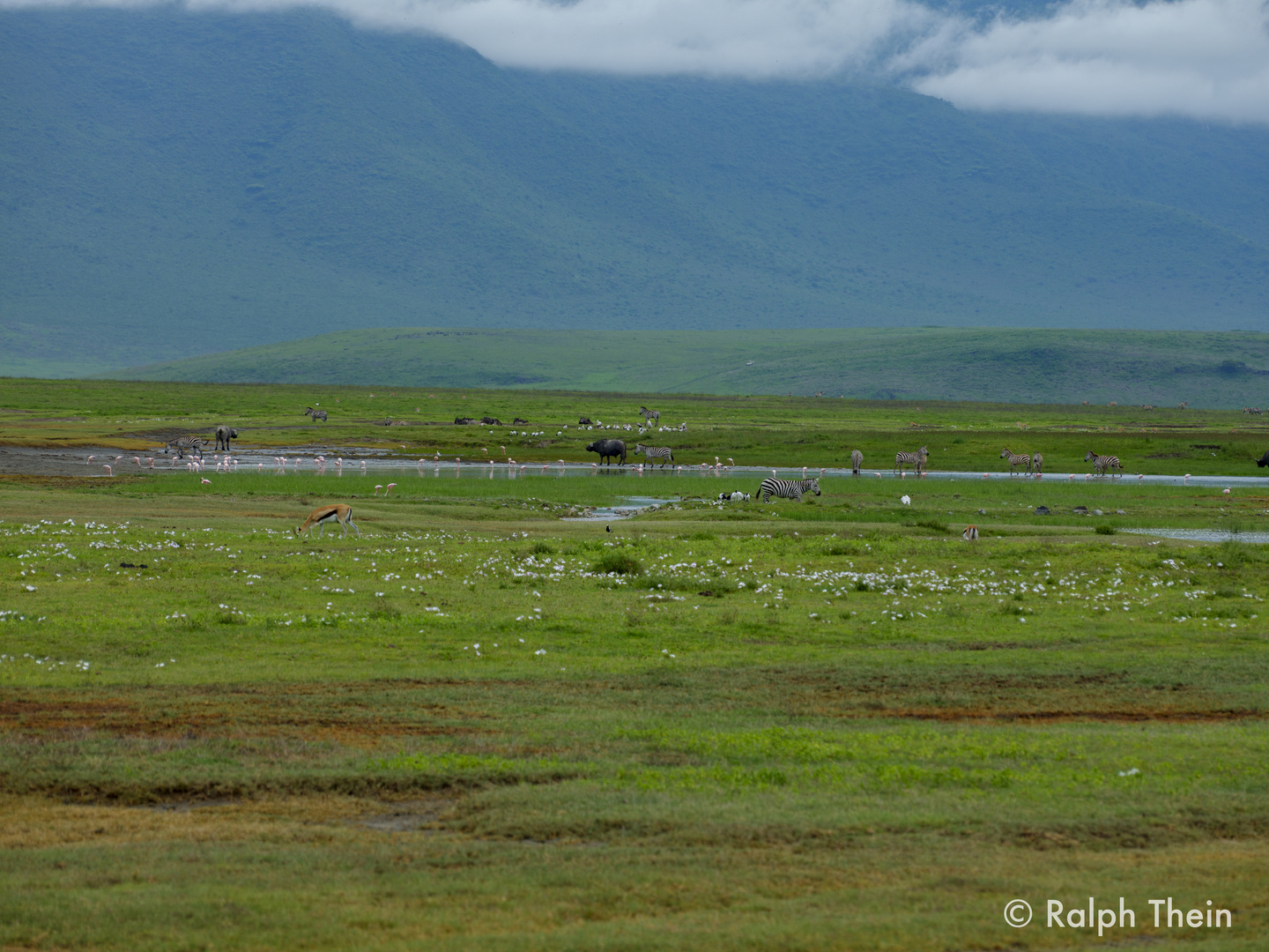 Im Ngorongoro