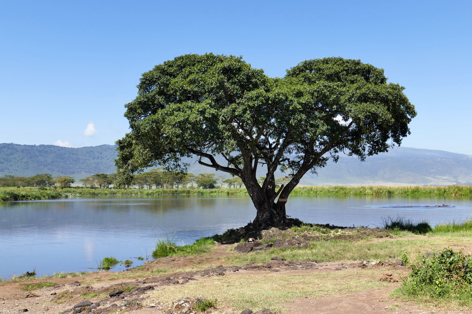 ...im Ngorongoro Krater...