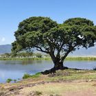 ...im Ngorongoro Krater...