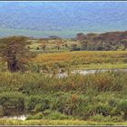Im Ngorongoro-Krater