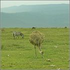 Im Ngorongoro-Krater