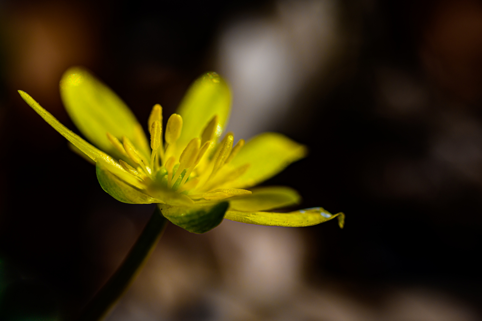 Im nicht perfektem liegt die Natur der Schönheit