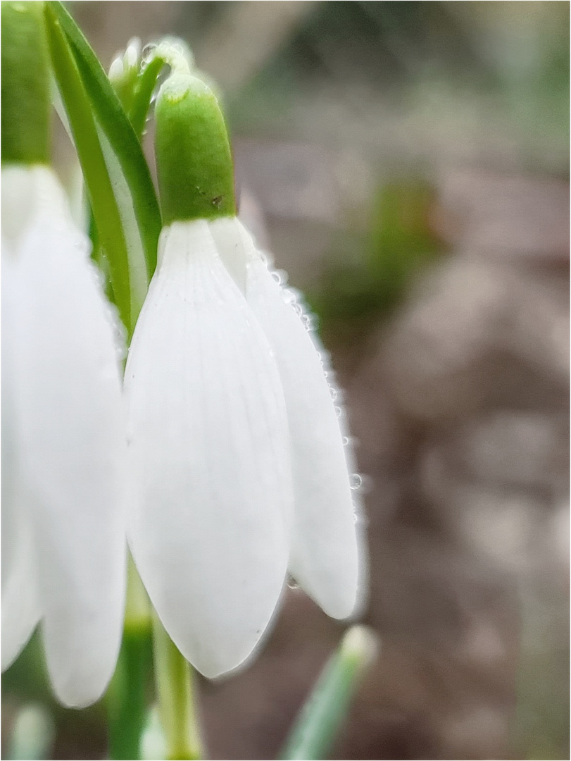 Im Nieselregen