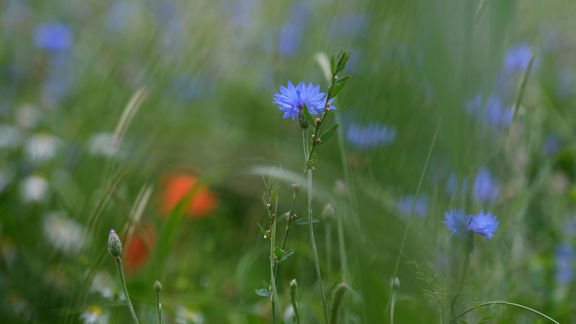 Im Nieselregen