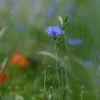 Im Nieselregen