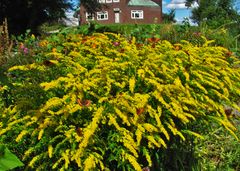 Im Nolde-Garten