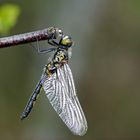 Im Norden heimisch... Nordische Moosjungfer