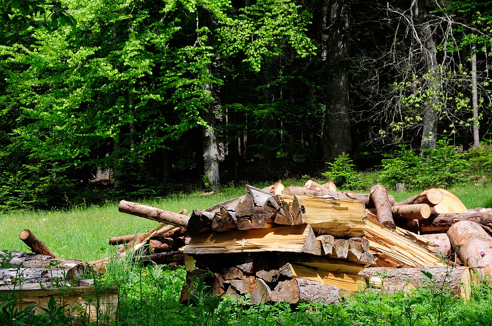 Im Nordschwarzwald