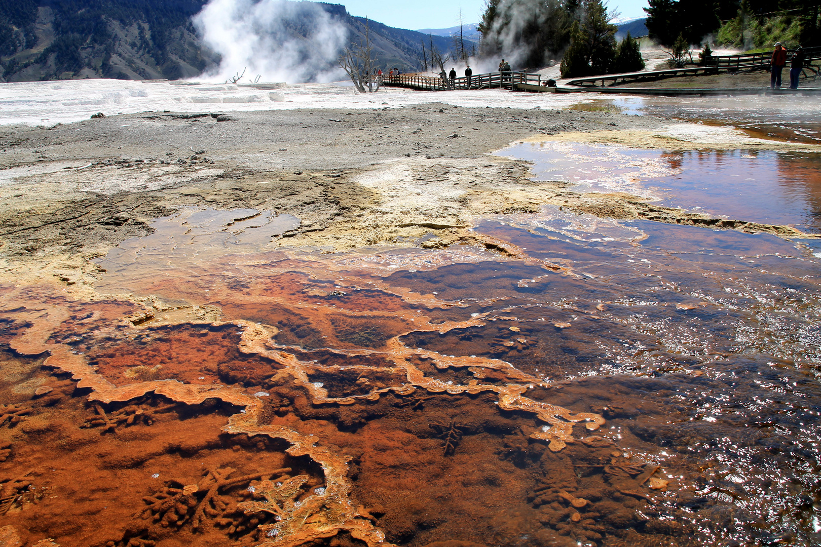 Im Norris Geysir Becken, Yellowstone