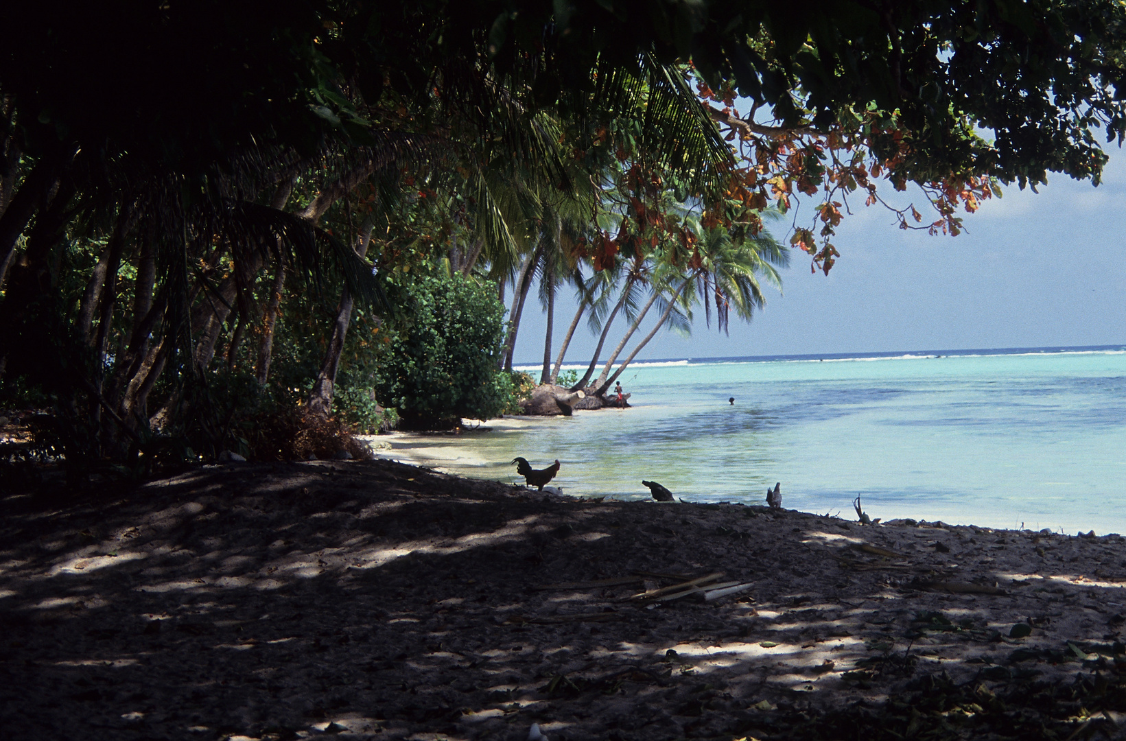 im North Malé Atoll