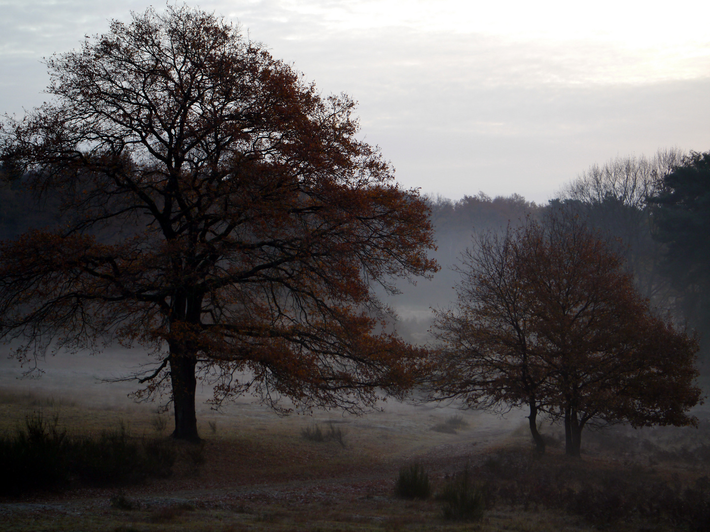 Im November Foto & Bild landschaft, heide, natur Bilder auf