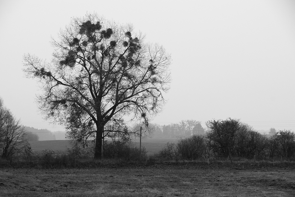 im November am großen Briesensee