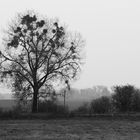 im November am großen Briesensee