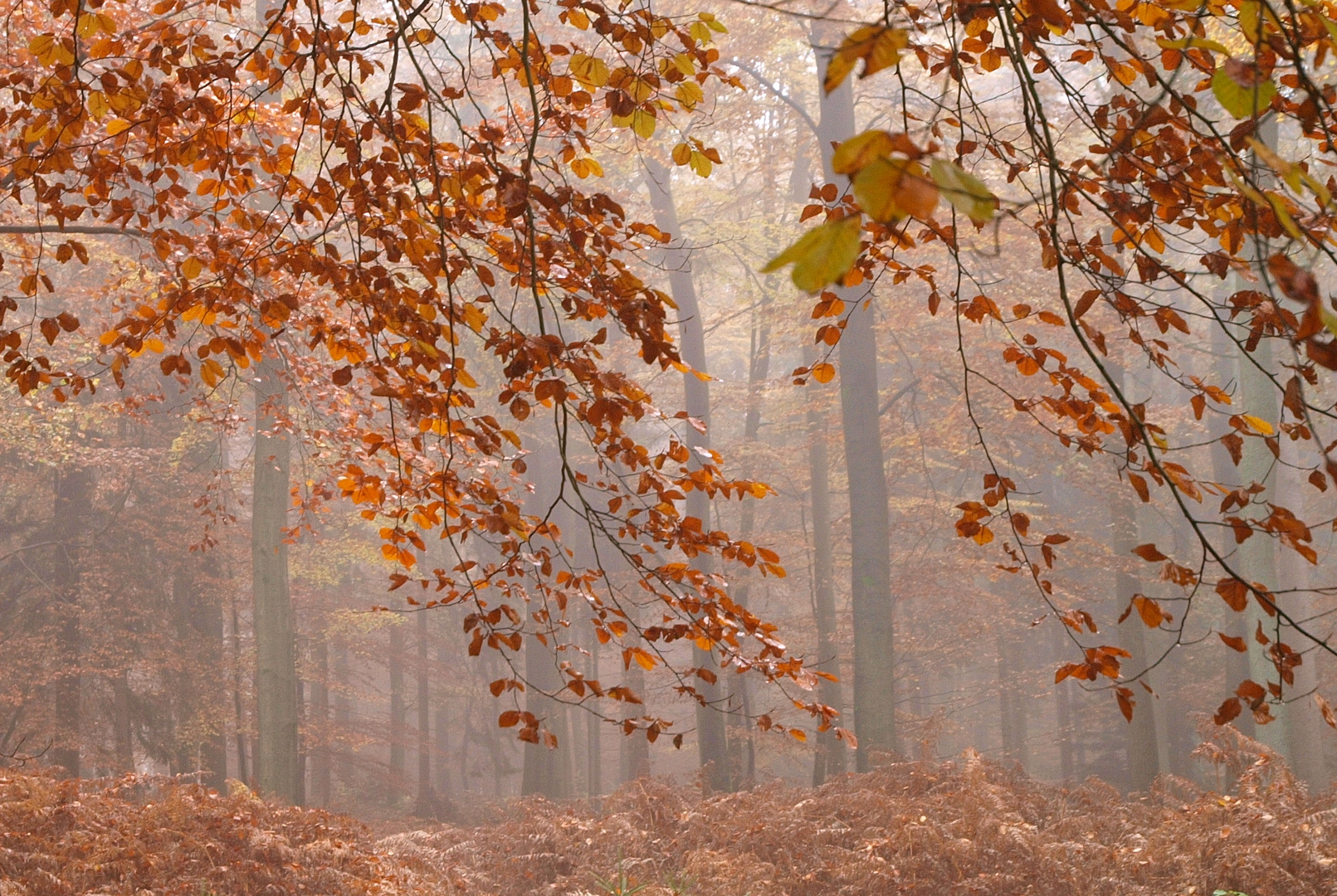 Im November ist es dunkel und grau