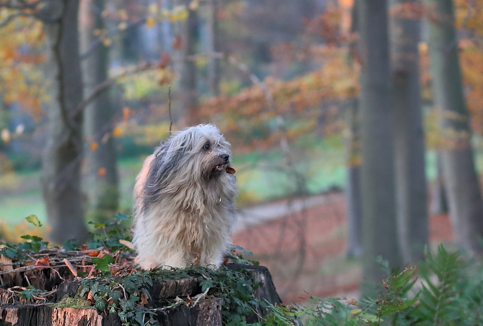 Im November-Wald