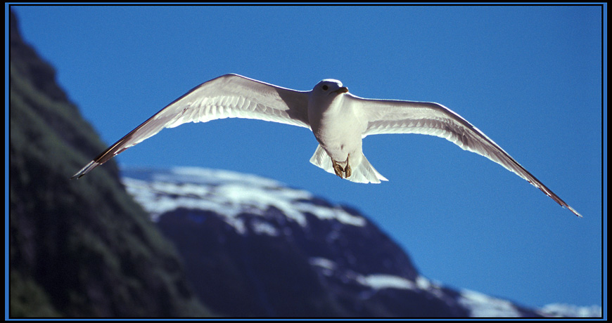 Im Nærøyfjord