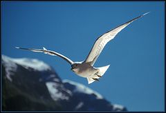 Im Nærøyfjord (2)