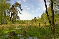 Im NSG Halloher Moor, Brandsheide und Könster Moor