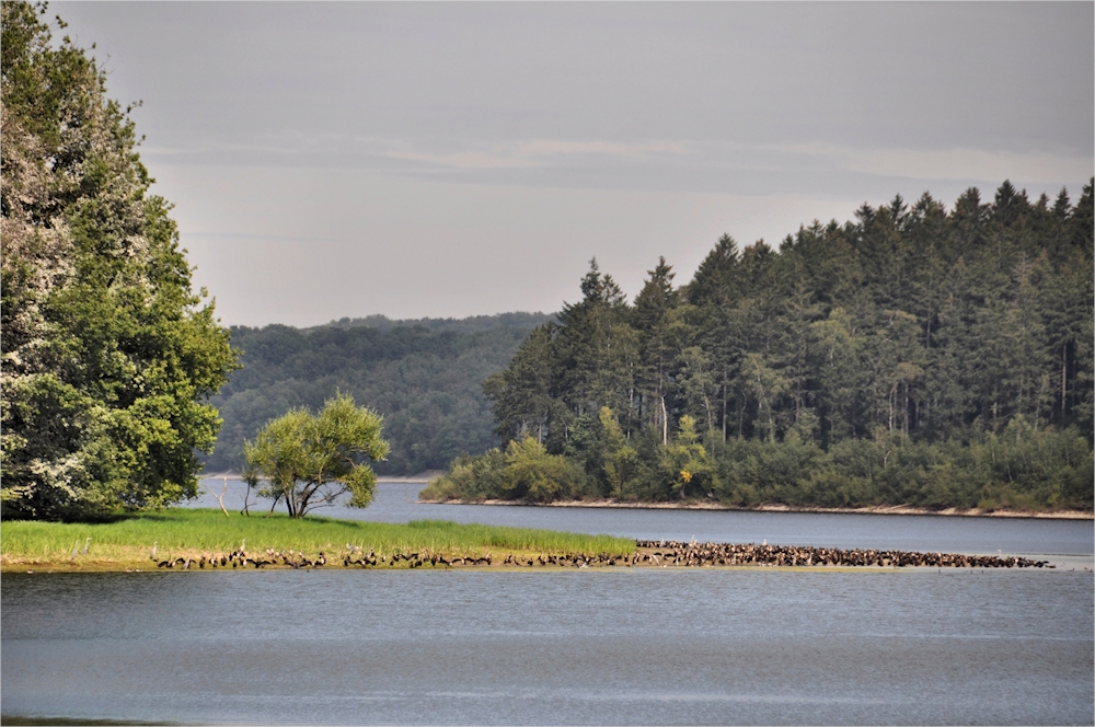 im NSG Möhnesee -2-