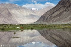 Im Nubra Valley