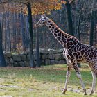 Im Nürnberger Tiergarten