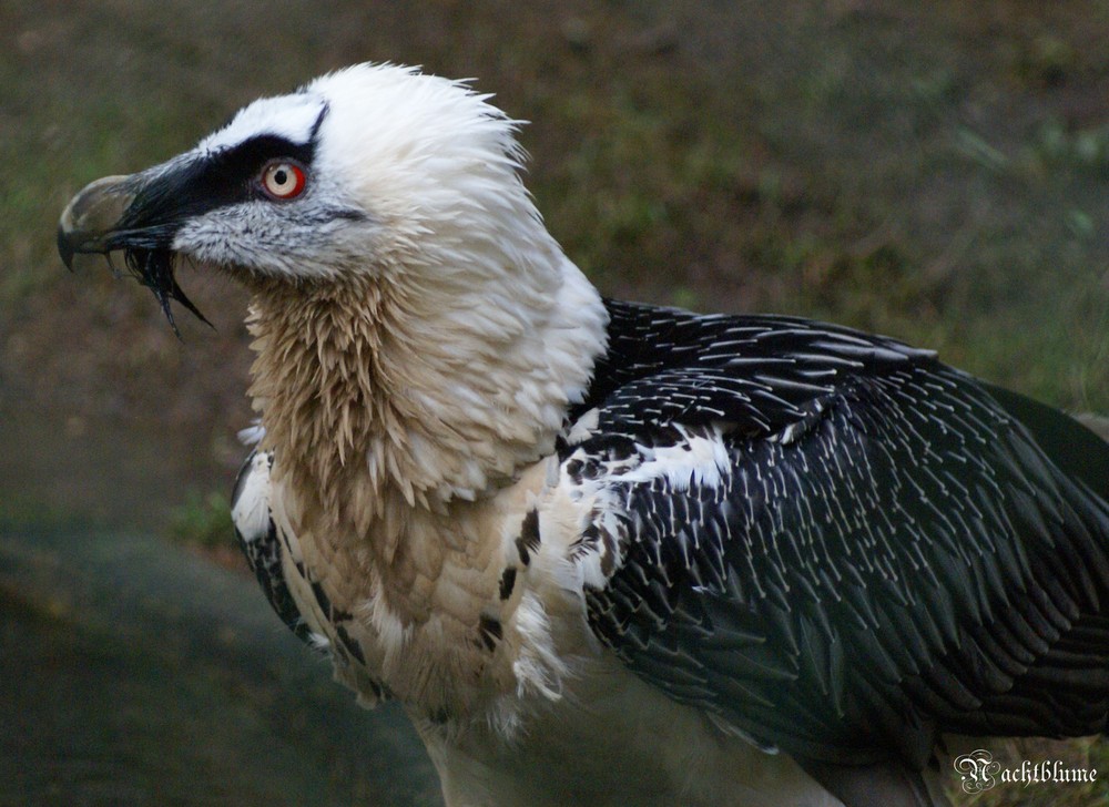 Im Nürnberger Tiergarten