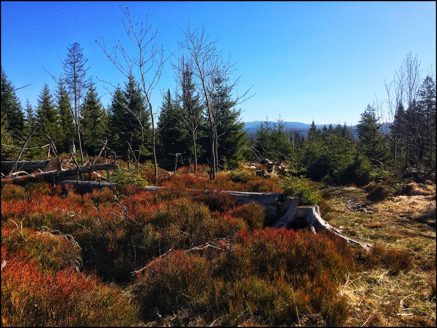 Im Oberharz