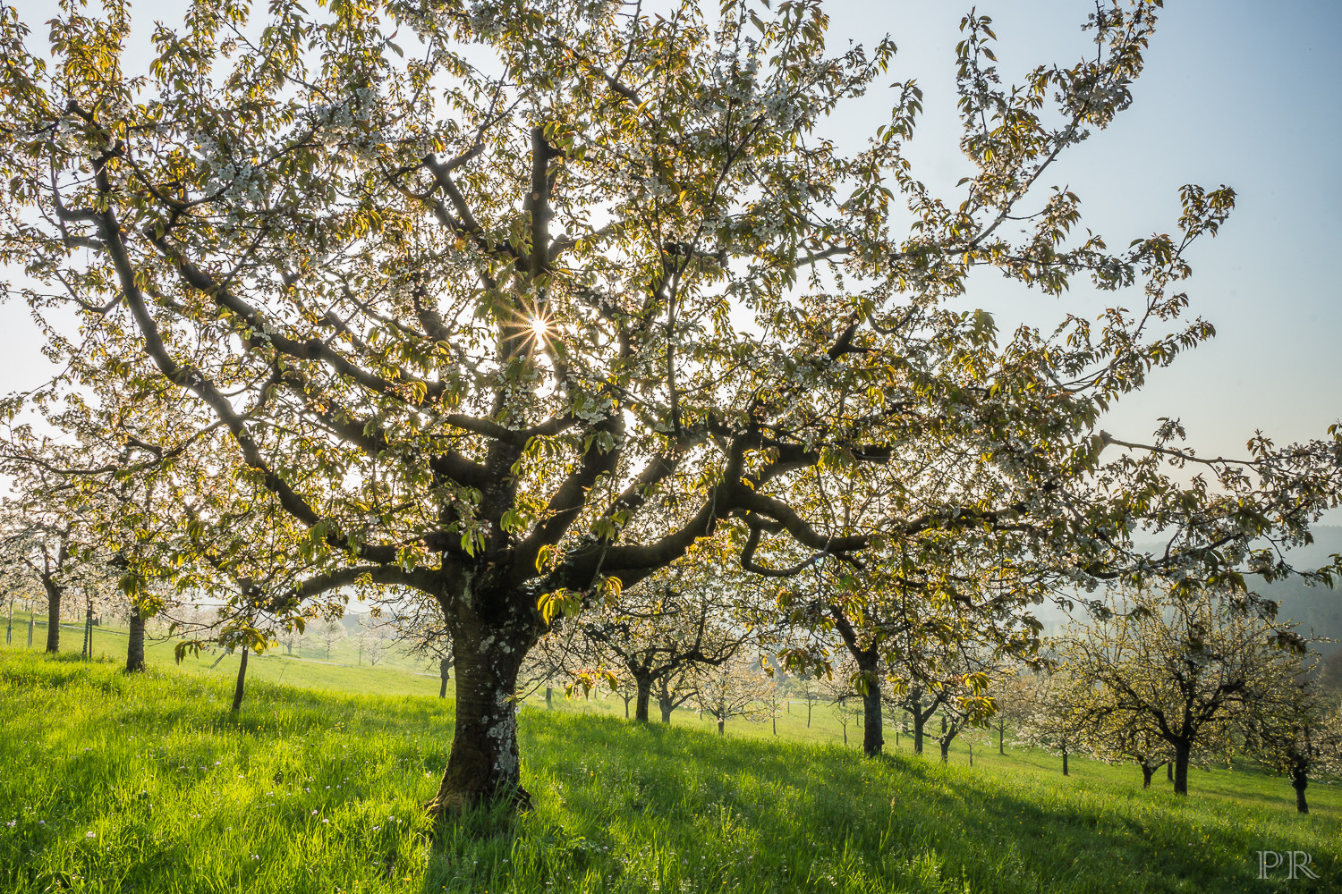 im Obstgarten