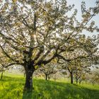 im Obstgarten