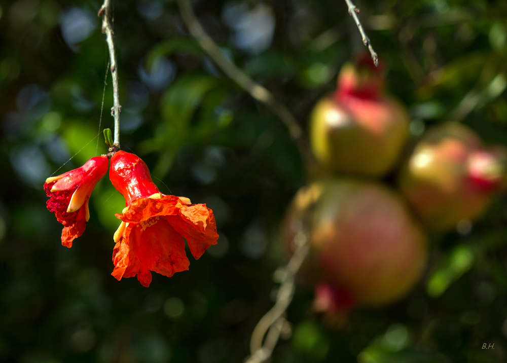 im Obstgarten