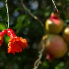 im Obstgarten