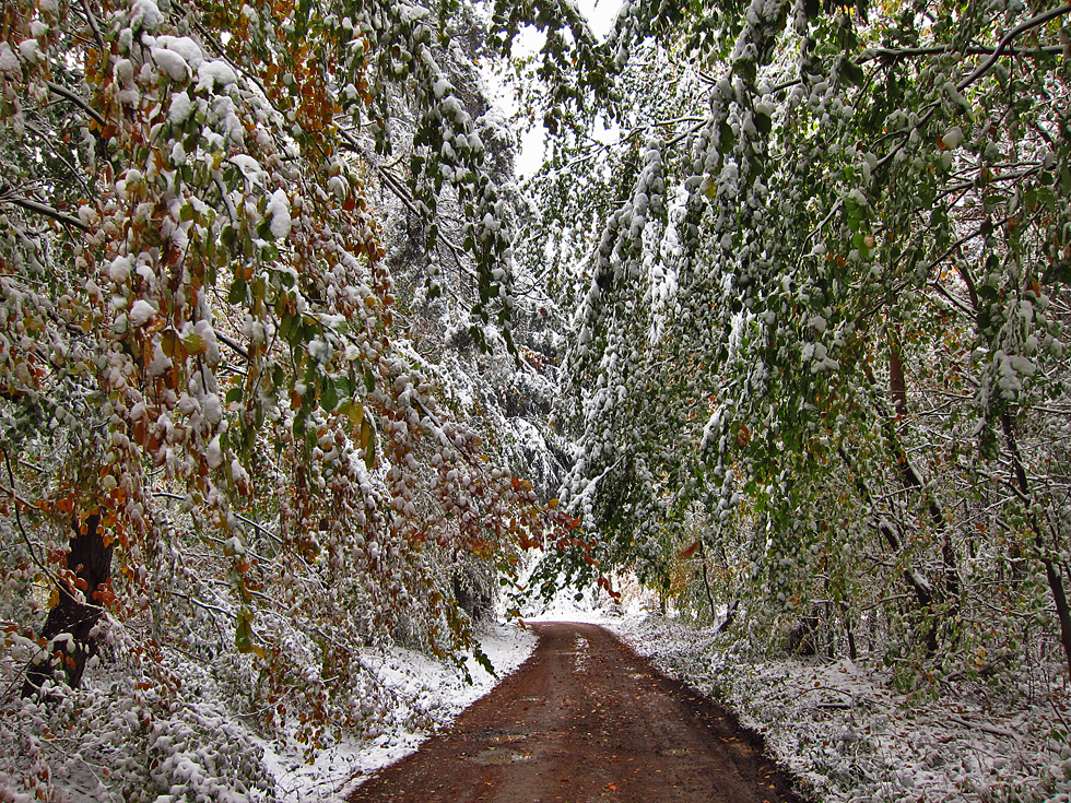 Im Odenwald