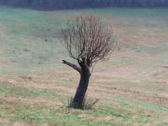 Im Odenwald