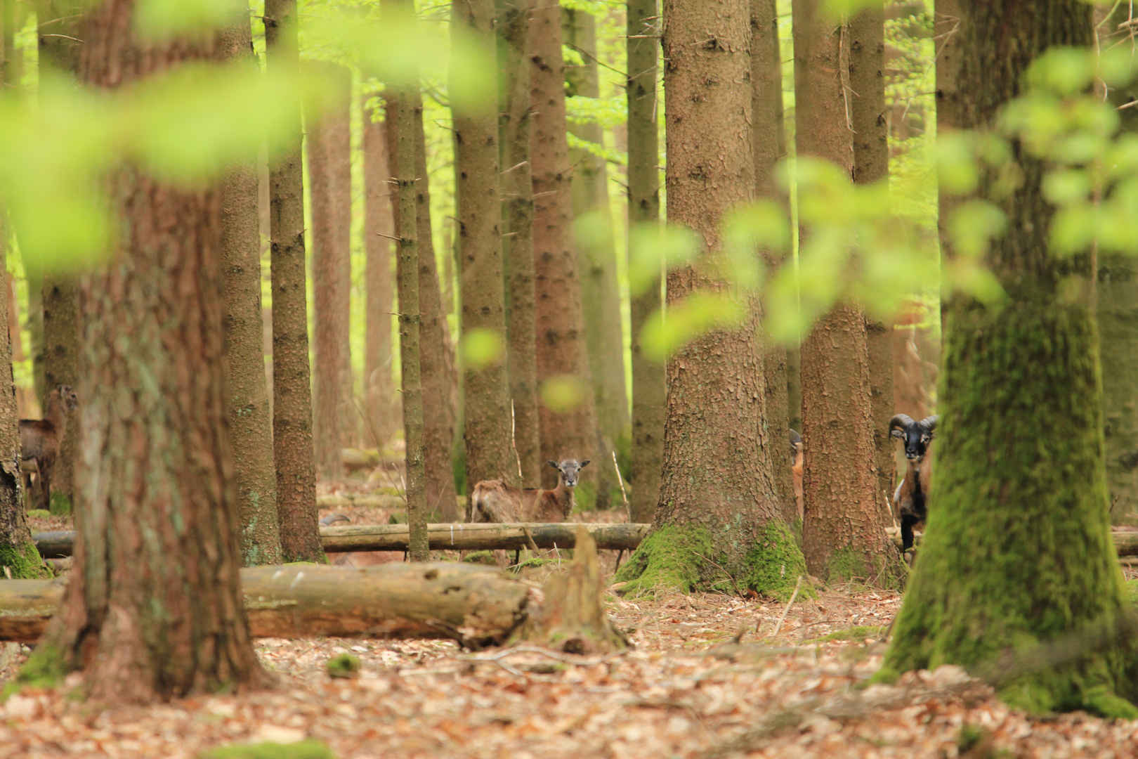 Im Odenwald - Muffelwild