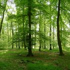 Im Oderwald bei Wolfenbüttel (Niedersachsen)