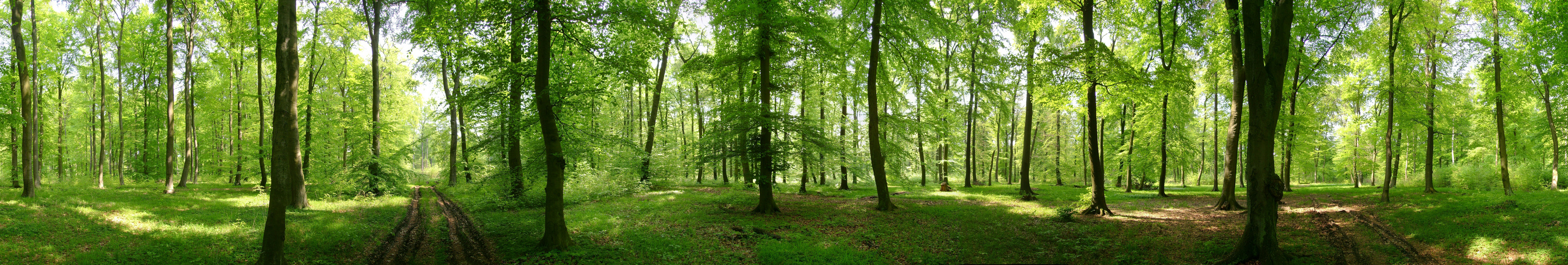 Im Oderwald bei Wolfenbüttel (Niedersachsen)