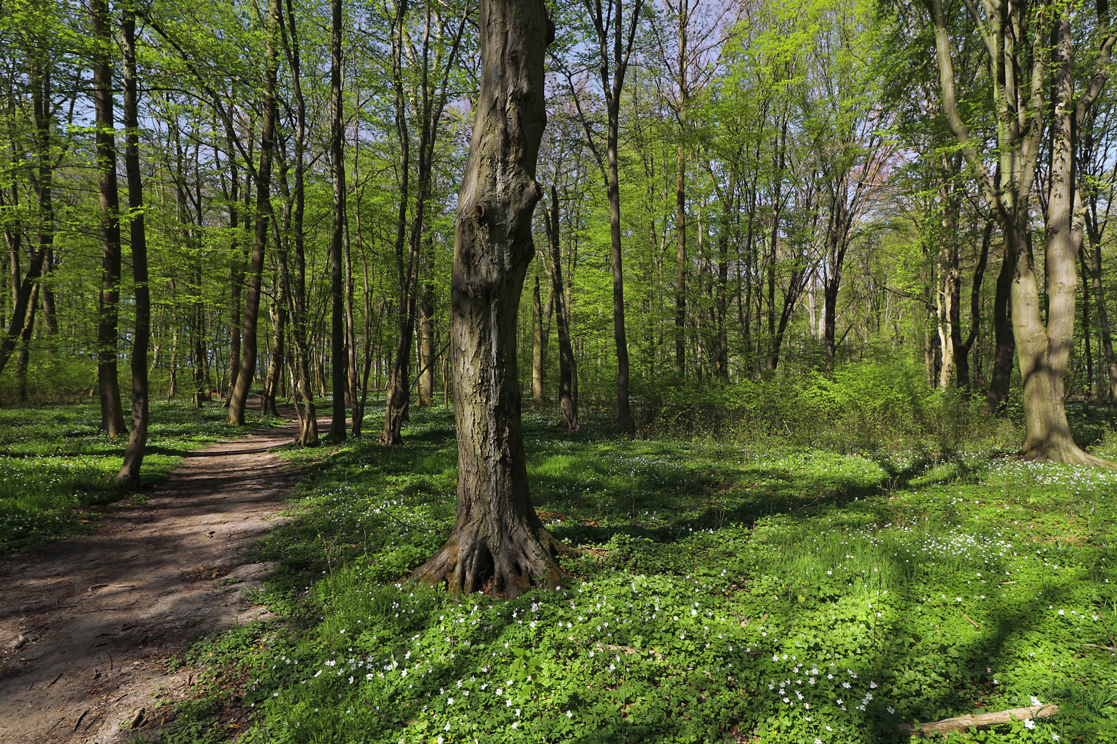 Im Ölper Holz