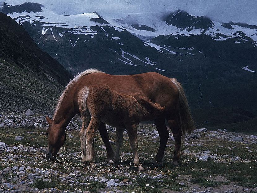 Im Ötztal