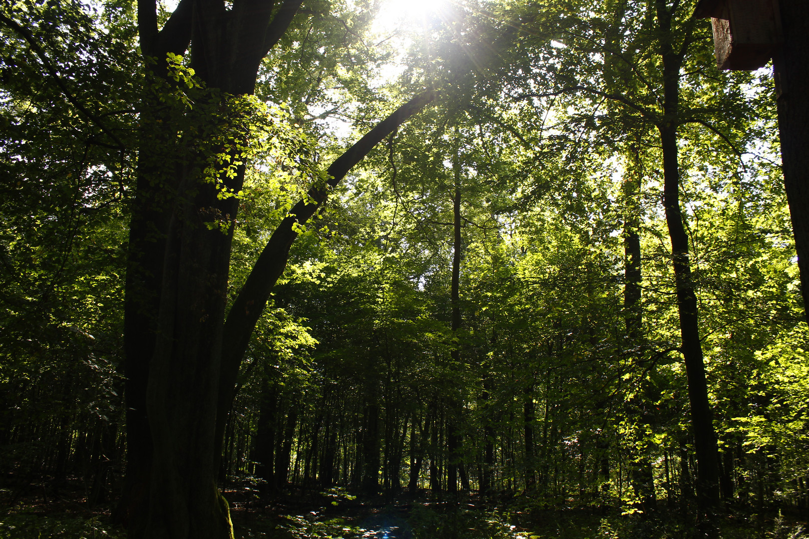 im Ohligser Heide