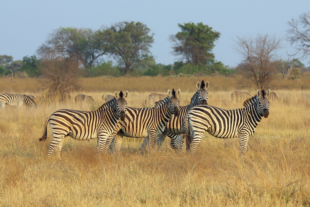 Im Okavango Delta