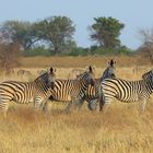 Im Okavango Delta